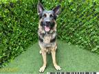 Adopt KIRO a German Shepherd Dog