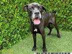 Adopt MOOSE a Boxer, Mixed Breed