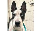 Adopt FLASH a Siberian Husky