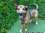 Adopt RUDY a German Shepherd Dog, Mixed Breed