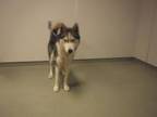 Adopt LOKI a Siberian Husky
