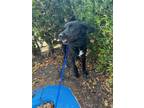 Adopt AZABACHE a Labrador Retriever