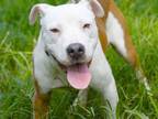 Adopt RONNIE a American Staffordshire Terrier, Mixed Breed