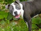 Adopt PELI a American Staffordshire Terrier, Mixed Breed