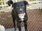 Adopt JUNIOR a Flat-Coated Retriever, Mixed Breed