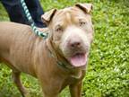 Adopt BOISE a Shar-Pei, Mixed Breed