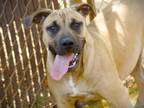 Adopt GEORGE a Black Mouth Cur, Mixed Breed