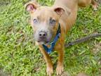 Adopt TONKA a American Staffordshire Terrier, Mixed Breed