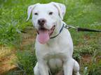 Adopt VINNY a American Staffordshire Terrier, Mixed Breed