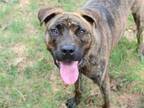 Adopt COWBOY a American Staffordshire Terrier, Mixed Breed