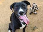 Adopt OREO a Labrador Retriever, Mixed Breed