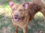 Adopt MEATBALL a Catahoula Leopard Dog, Mixed Breed