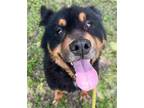Adopt SIRIUS a German Shorthaired Pointer, Rottweiler