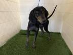Adopt DOOFUS a Black and Tan Coonhound