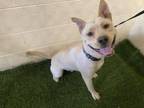 Adopt A1198460 a Carolina Dog, Mixed Breed