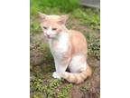 Adopt BAZOOKA a Domestic Short Hair