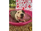 Adopt CASEY a Staffordshire Bull Terrier