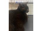 Adopt LAVA a Domestic Short Hair