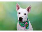 Adopt GUERO a German Shepherd Dog, Pit Bull Terrier
