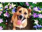 Adopt RUSSELL a Black Mouth Cur, Mixed Breed