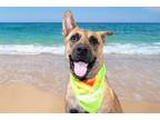 Adopt BANE a Labrador Retriever, Mixed Breed