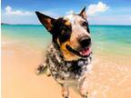 Adopt BUDDY a Australian Cattle Dog / Blue Heeler