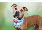 Adopt MACKIE a Pit Bull Terrier