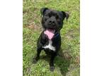 Adopt BEEFCAKE a Pit Bull Terrier