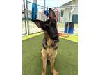 Adopt DUCKEE a German Shepherd Dog