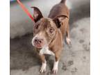Adopt NORMAN a Pit Bull Terrier