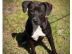Adopt LOKI a Pit Bull Terrier