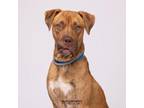 Adopt Asta a Vizsla, Terrier