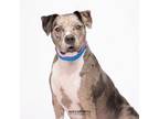 Adopt Indigo a Catahoula Leopard Dog