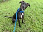 Adopt BRUNO a Pit Bull Terrier, Mixed Breed