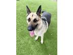 Adopt JUNIPER a German Shepherd Dog