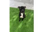 Adopt DARREN a Pit Bull Terrier