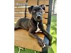 Adopt RUSSELL a Pit Bull Terrier