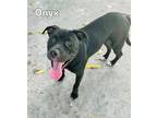 Adopt ONYX a Pit Bull Terrier