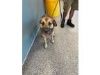 Adopt HERSHEY a German Shepherd Dog, Mixed Breed