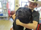 Adopt BOROMIR a Labrador Retriever, Mixed Breed