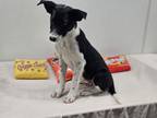 Adopt PRINGLE a Border Collie, Mixed Breed