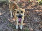 Adopt SCOOBY a Labrador Retriever, Mixed Breed