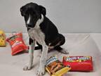 Adopt CHIP a Border Collie, Mixed Breed