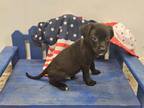 Adopt REVERE a Pit Bull Terrier, Mixed Breed