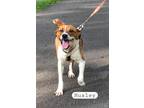 Adopt Huxley a Beagle, Hound