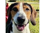 Adopt Cletus a Treeing Walker Coonhound