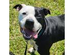 Adopt Apollo a Mixed Breed