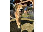 Adopt Panda a German Shepherd Dog, Siberian Husky