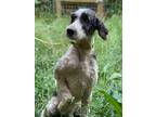 Adopt Buddy a Labrador Retriever
