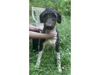 Adopt Buster a Labrador Retriever